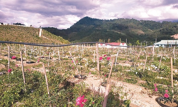 Ngắm vườn hồng 5.000 cây trên đỉnh núi Tây Giang